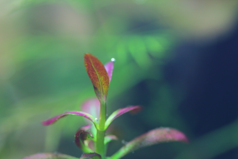 植栽から16日目　赤味が増す　アルアナの夕焼け